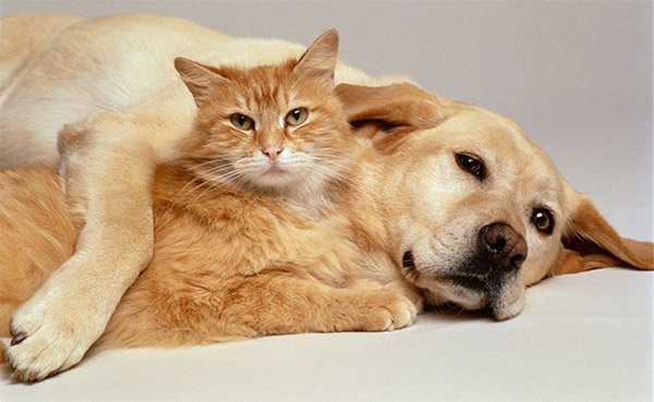 Como cuidar do seu pet: 10 dicas essenciais para manter seu cão ou gato saudável e feliz
